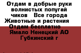 Отдам в добрые руки волнистых попугай.чиков - Все города Животные и растения » Отдам бесплатно   . Ямало-Ненецкий АО,Губкинский г.